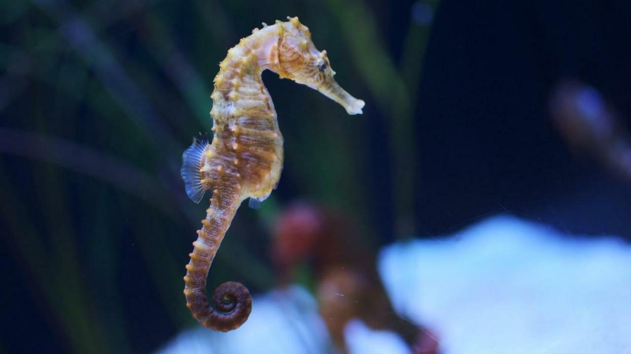 Апартаменты L'Hippocampe Сет Экстерьер фото